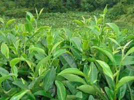 湄潭茶葉 湄潭茶葉