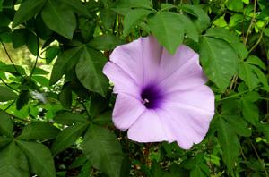 五爪金龍[旋花科番薯屬植物的一種]