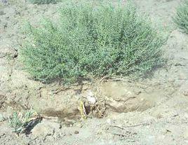 沙生阿魏 沙生阿魏