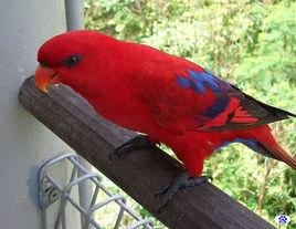 紅鸚鵡