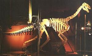 鐮刀類恐龍 鐮刀類恐龍