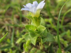 灰綠龍膽(原變種) 灰綠龍膽(原變種)