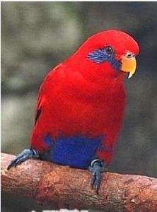 紅藍吸蜜鸚鵡