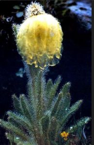 輪葉綠絨蒿 輪葉綠絨蒿