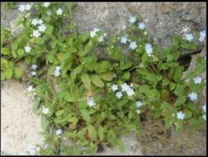 白花附地菜 白花附地菜