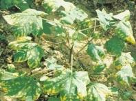 棉花枯黃萎病 棉花枯黃萎病