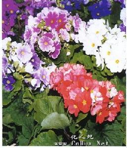 四季櫻草 四季櫻草