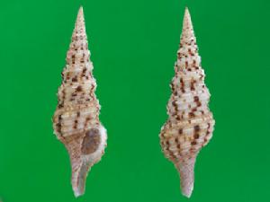 拉馬克卷管螺 拉馬克卷管螺