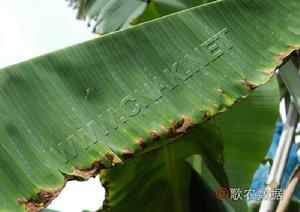 香蕉煤紋病 香蕉煤紋病