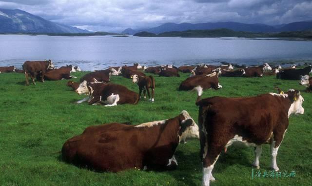 趣談維京人的黑暗料理,他們才是自助餐最早的享受者? 趣談維京人的黑暗料理,他們才是自助餐最早的享受者?