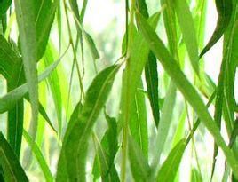 白柳皮提取物 白柳皮提取物