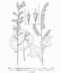 闊柄蟹甲草（圖4、5、6）