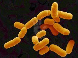 鼠李糖乳桿菌 鼠李糖乳桿菌