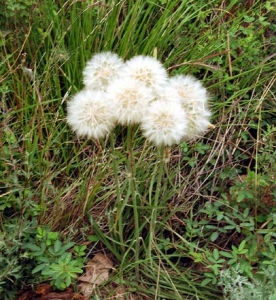 細葉鴉蔥 細葉鴉蔥