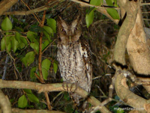 中美角鴞 中美角鴞