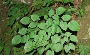 小葉淫羊藿 小葉淫羊藿