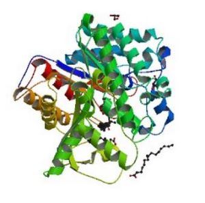 葡糖苷酶 葡糖苷酶