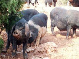 浦市鐵骨豬 浦市鐵骨豬