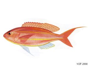 深水金線魚 深水金線魚