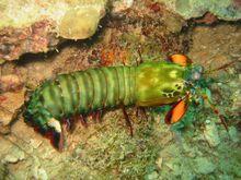 蝦蛄的各類形態照片