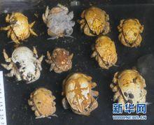 蛟龍號採集到神秘未知生物