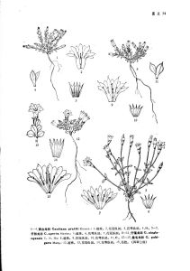 黃白龍膽 黃白龍膽