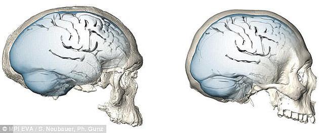 尼安德特人大腦（左）與現代智人大腦（右）對比圖