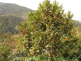 大葉的冬青苦丁茶