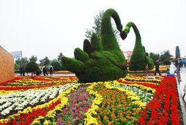 鄢陵花卉 鄢陵花卉