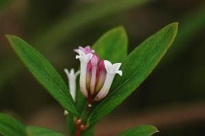 多葉系[龍膽科龍膽屬]