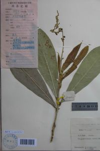 長序三寶木 長序三寶木