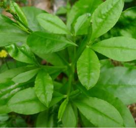 土人參葉 土人參葉