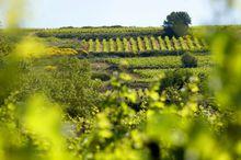 邦菲斯奧巴雷酒莊