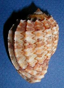 大豎琴螺 大豎琴螺