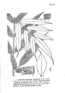 卵羽鳳丫蕨 卵羽鳳丫蕨