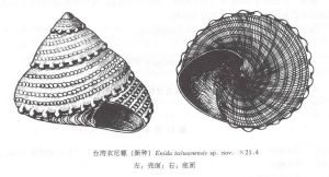 台灣衣尼螺（新種）
