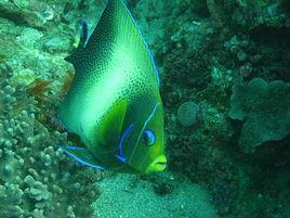 會發光的魚 會發光的魚