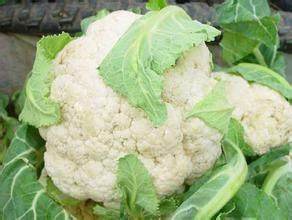溫州花椰菜 溫州花椰菜