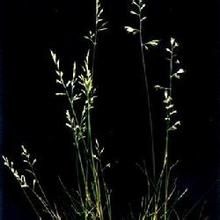 瑞士羊茅 瑞士羊茅