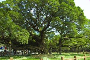 枝繁葉茂[漢語詞語]