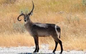 怪異水羚 怪異水羚