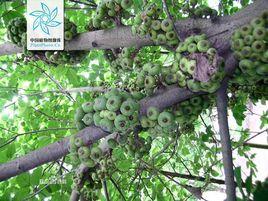 饅頭果[桑科榕屬大果榕異名]