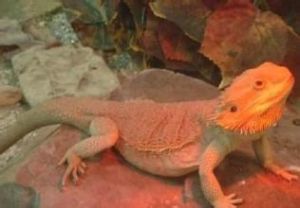 墨脫樹蜥 墨脫樹蜥