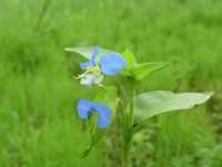 鴨跖草亞綱 鴨跖草亞綱