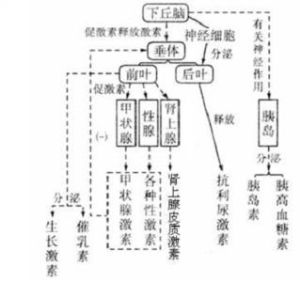 神經體液調節 神經體液調節