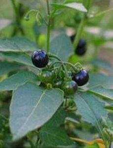 白花苦豆 白花苦豆