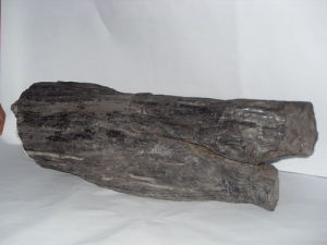 （圖）石炭紀樹木化石