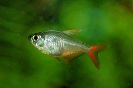 紅尾夢幻燈 紅尾夢幻燈