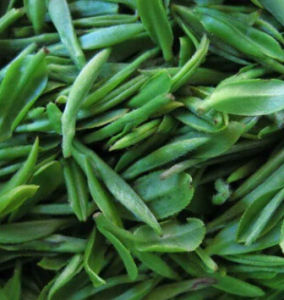 多葉蒼山香茶 多葉蒼山香茶