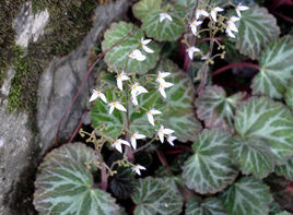 聶拉木虎耳草 聶拉木虎耳草